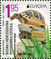 Hermann's Tortoise (Testudo hermanni)