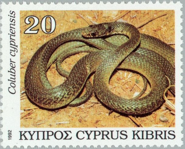 Cyprus Whip Snake (Coluber cypriensis)