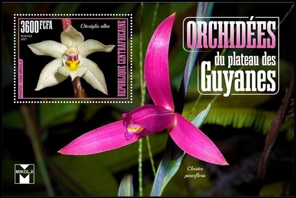 Otostylis alba