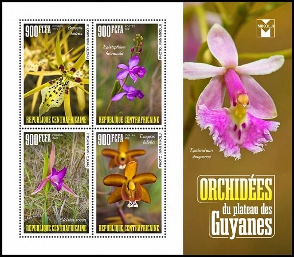 Various Orchids