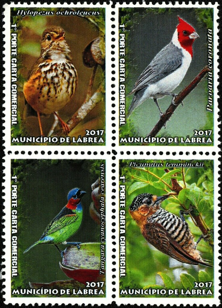Birds