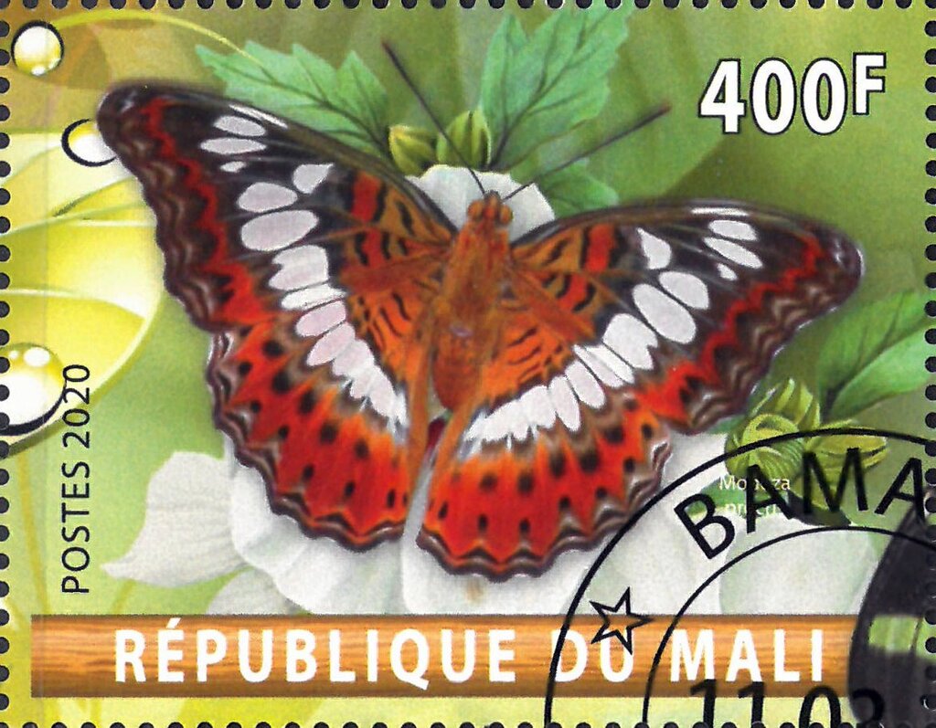 Butterfly