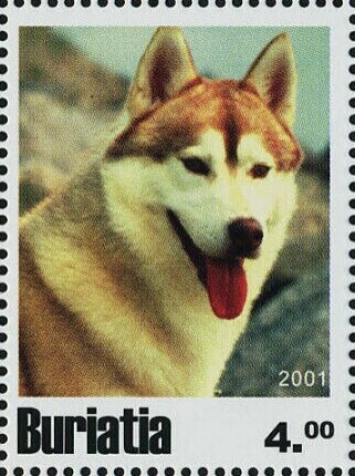 Dogs