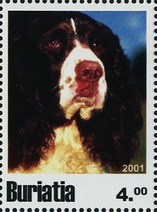 Dogs