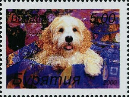 Dogs