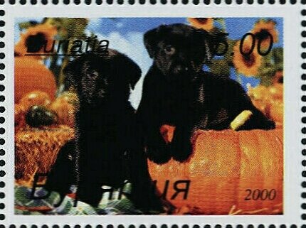 Dogs
