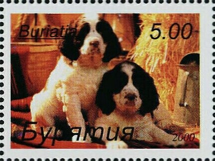 Dogs