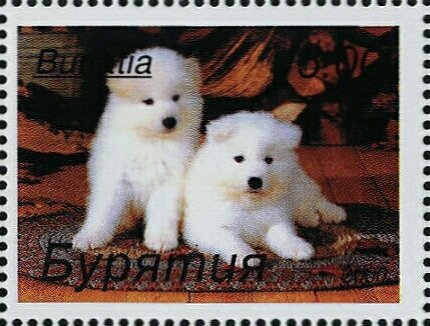 Dogs