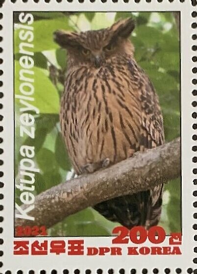 Owls