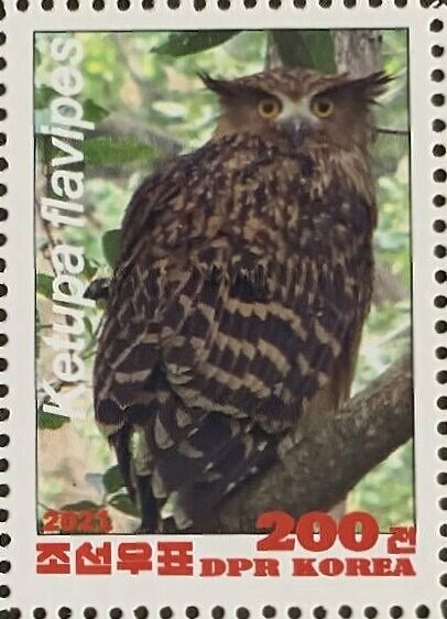 Owls