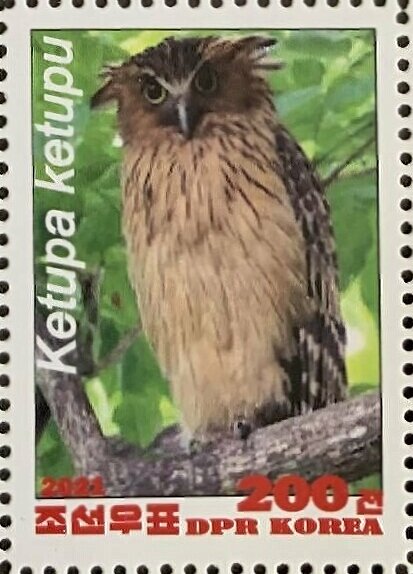 Owls