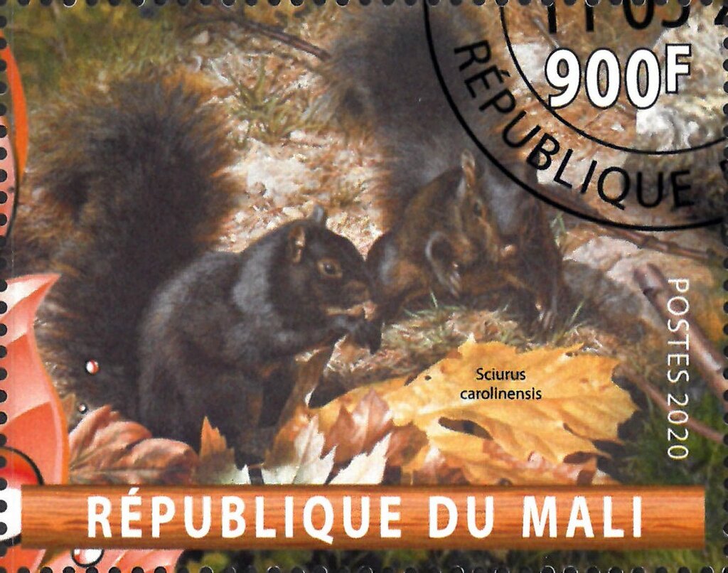 Sciurus carolinensis