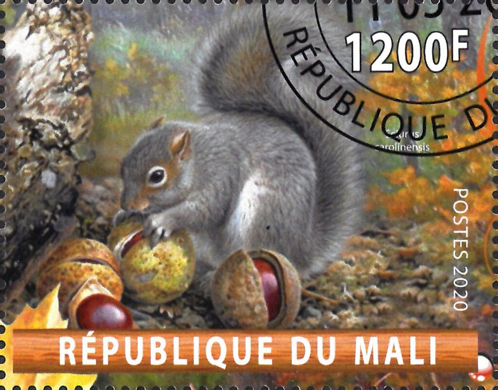 Sciurus carolinensis