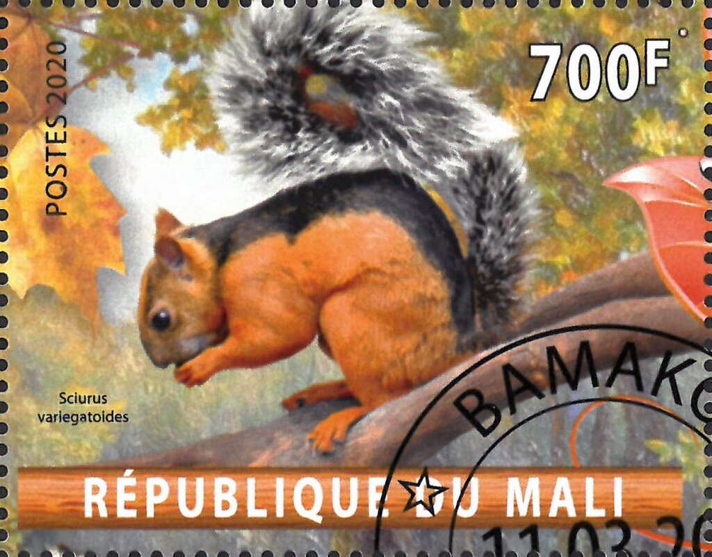 Sciurus variegatoides