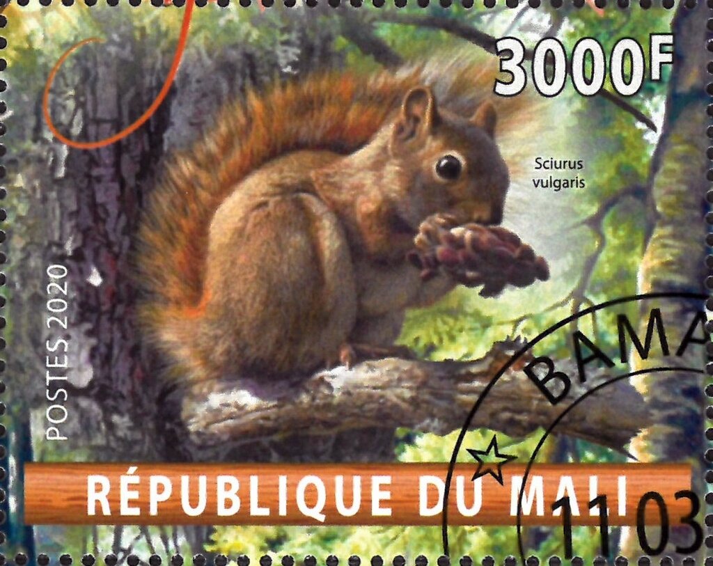 Sciurus vulgaris