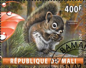 Stamp, Tamiasciurus hudsonicus, Cinderellas,  , Animals (Fauna), Mammals, Squirrels