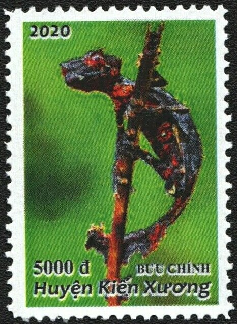 The lizard