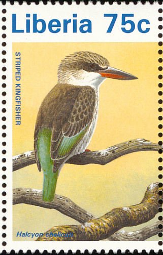 Striped Kingfisher (Halcyon chelicuti) 