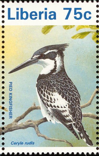Pied Kingfisher (Ceryle rudis)