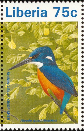 Shining-blue Kingfisher (Alcedo quadribrachys)