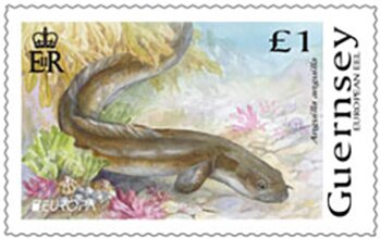 European Eel (Anguilla anguilla)
