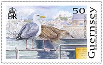 European Herring Gull (Larus argentatus)