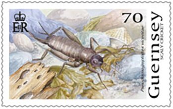 Stamp, Scaly Cricket (Pseudomogoplistes squamiger), Guernsey,  , Animals (Fauna), Insects