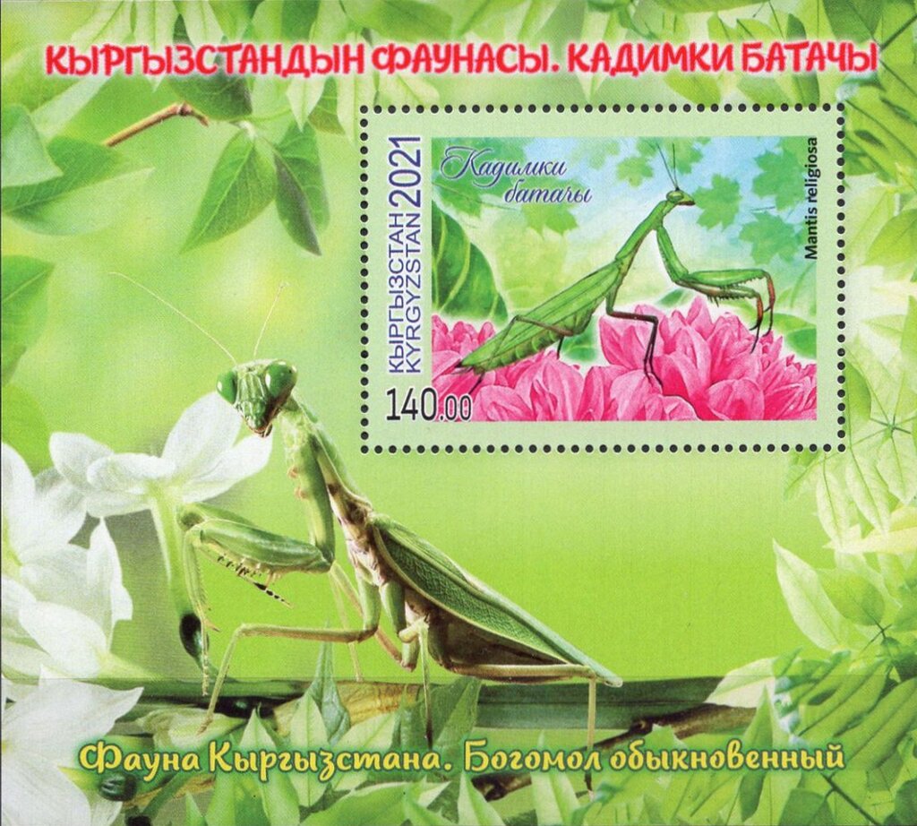 European Mantis (Mantis religiosa)