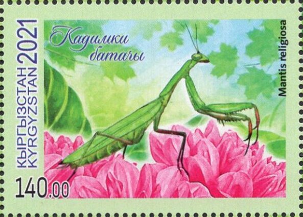 European Mantis (Mantis religiosa)