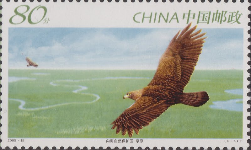 Golden Eagle (Aquila chrysaetos)