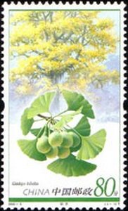 Ginkgo biloba