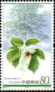 Davidia involucrata