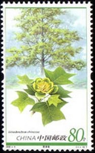 Liriodendron chinense