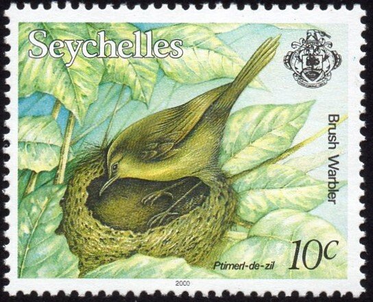 Aldabra Brush Warbler (Nesillas aldabrana)