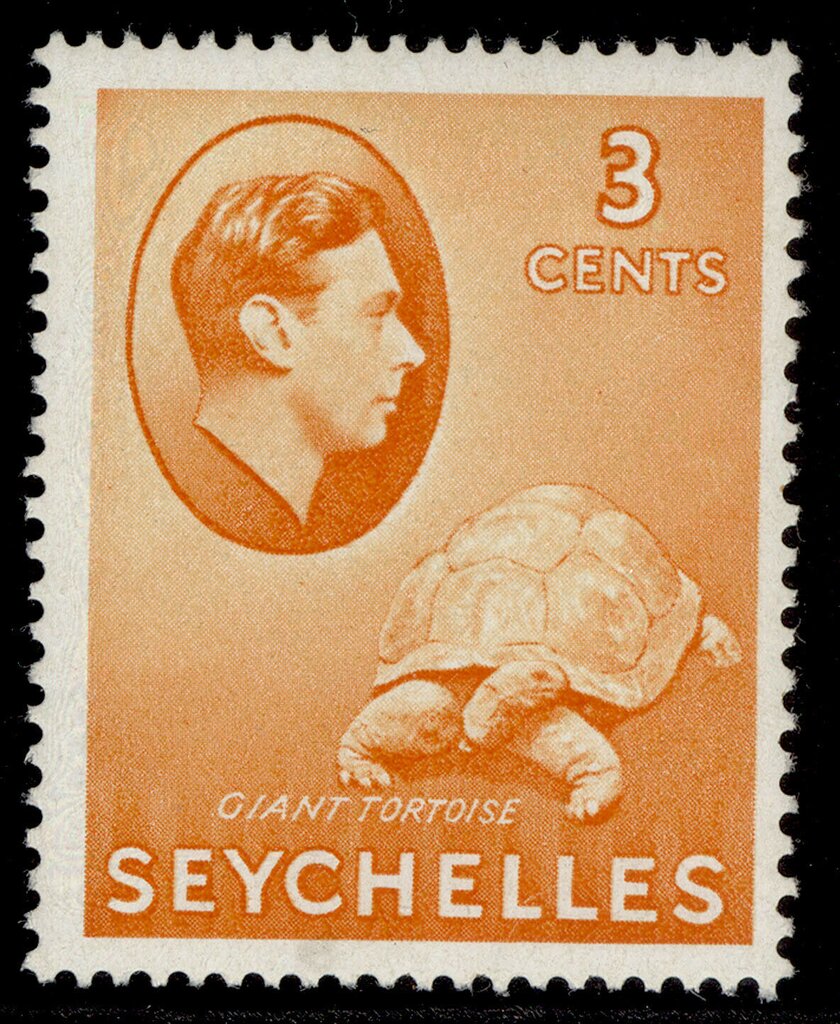 Aldabra Giant Tortoise (Aldabrachelys gigantea)