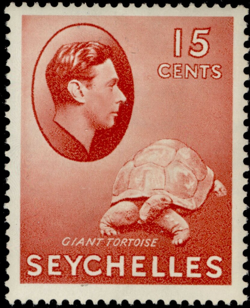Aldabra Giant Tortoise (Aldabrachelys gigantea)