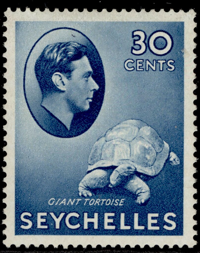 Aldabra Giant Tortoise (Aldabrachelys gigantea)