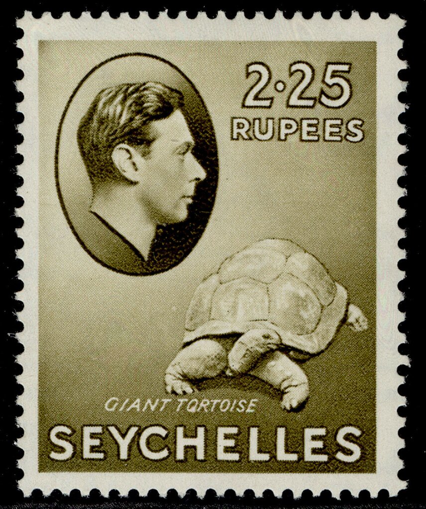 Aldabra Giant Tortoise (Aldabrachelys gigantea)