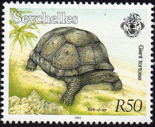Aldabra Giant Tortoise (Aldabrachelys gigantea)