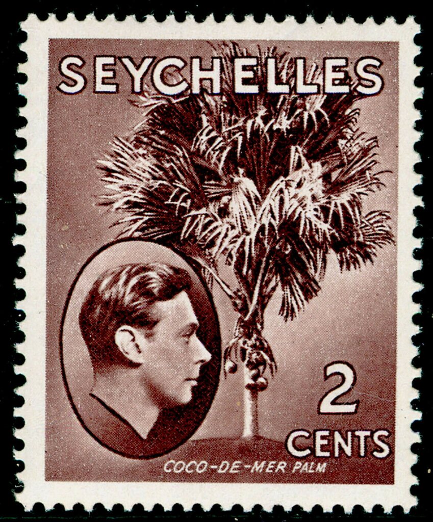 Coco-de-Mer Palm