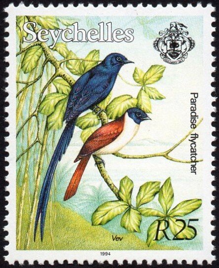 Paradise Flycatcher