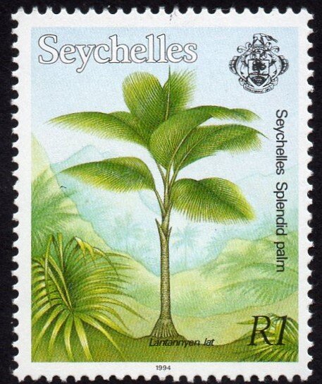 Seychelles splendid palm