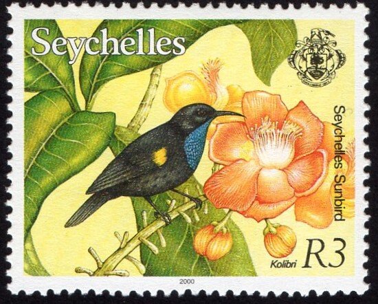 Seychelles Sunbird (Cinnyris dussumieri)