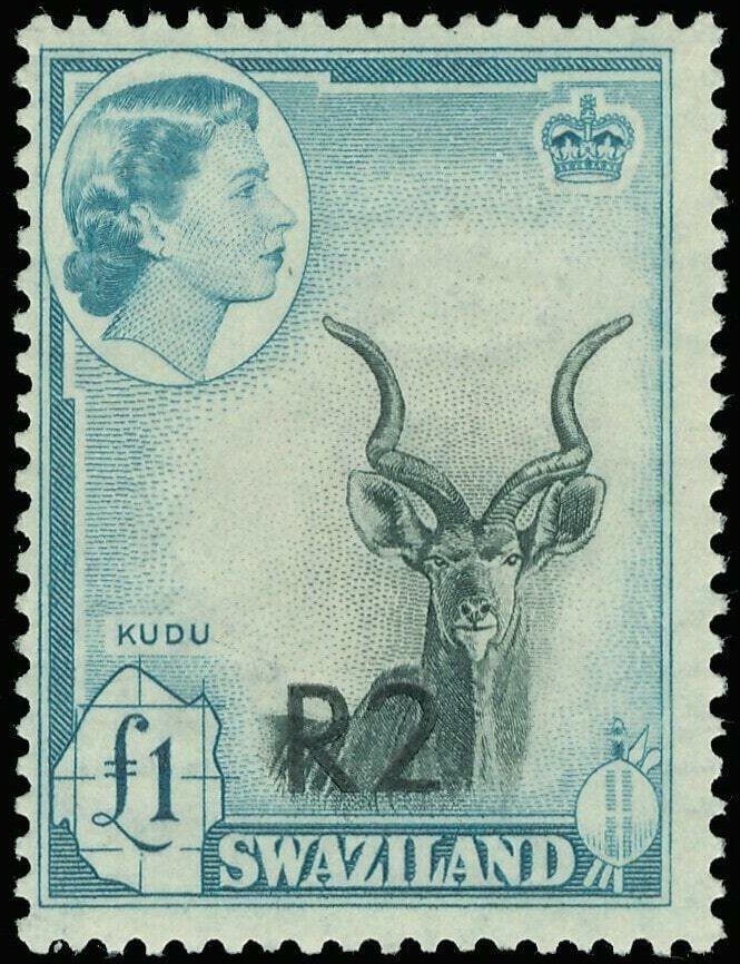 Greater Kudu (Tragelaphus strepsiceros)