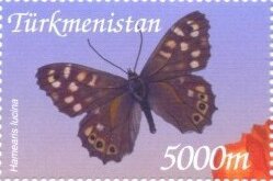 Duke of Burgundy (Hamearis lucina)