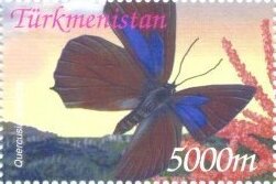 Purple Hairstreak (Quercusia quercus)