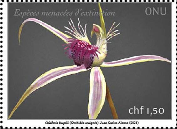 Grand Spider Orchid (Caladenia huegelii)