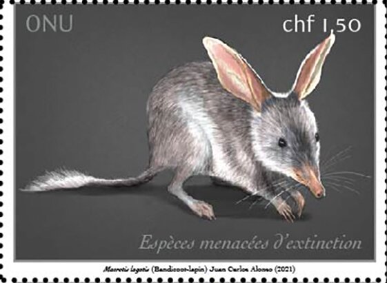 Greater Bilby (Macrotis lagotis)