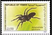 Atrophotele socotrana