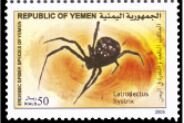 Latrodectus hystrix
